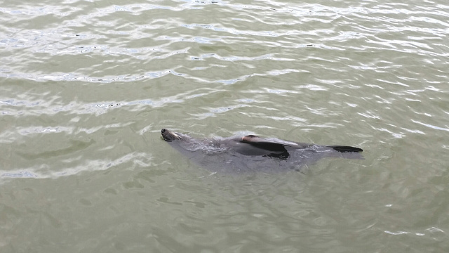 new zealand fur seal