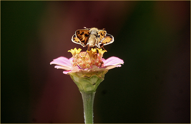 Wings ~ fiery skipper