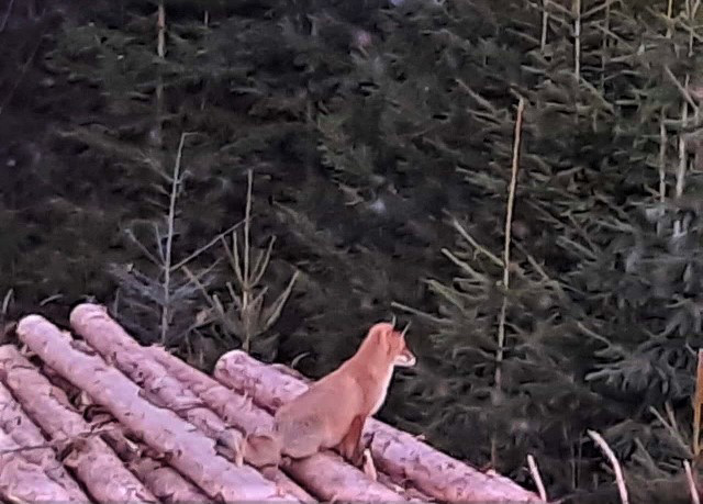 8:55 Uhr - Fuchs auf Ausguck