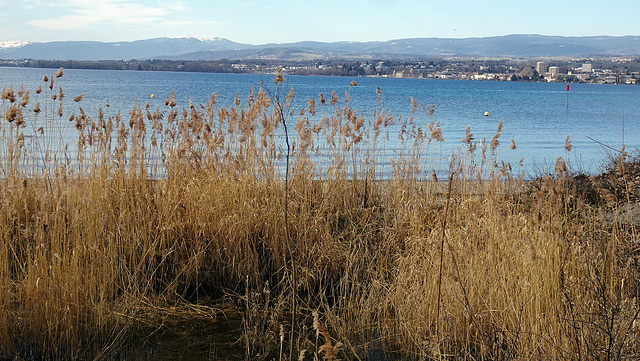 Im Hintergrund die Jurakette, in der Ferne die Ortschaft Morges am Genfersee gelegen