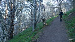 Timber-clad steep hillside leading to the cliffs guarding the Cromarty Gap