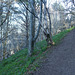 Timber-clad steep hillside leading to the cliffs guarding the Cromarty Gap