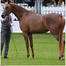 Chantilly concours de horses'miss