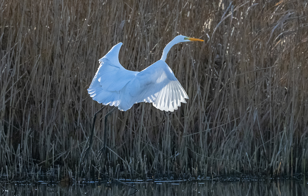 Great white egret