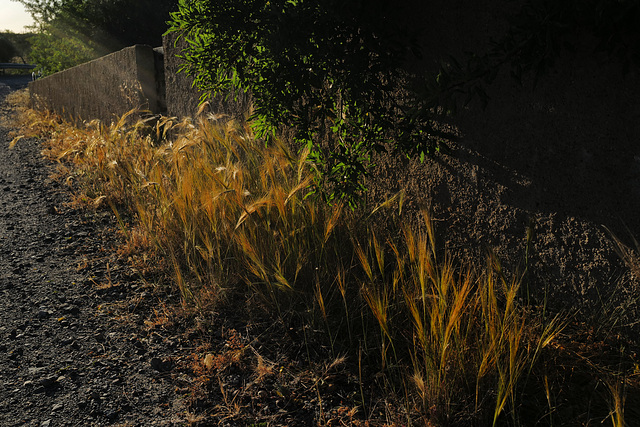 Hordeum vulgare, Penedos, dry season started too early...HWW!