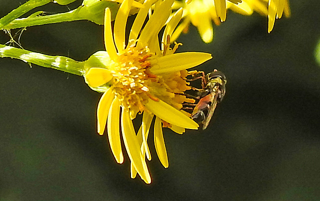 20230716 2063CPw [D~LIP] Jakobs-Greiskraut, Kleine Mistbiene (Syritta pipiens), Bad Salzuflen