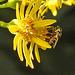 20230716 2063CPw [D~LIP] Jakobs-Greiskraut, Kleine Mistbiene (Syritta pipiens), Bad Salzuflen