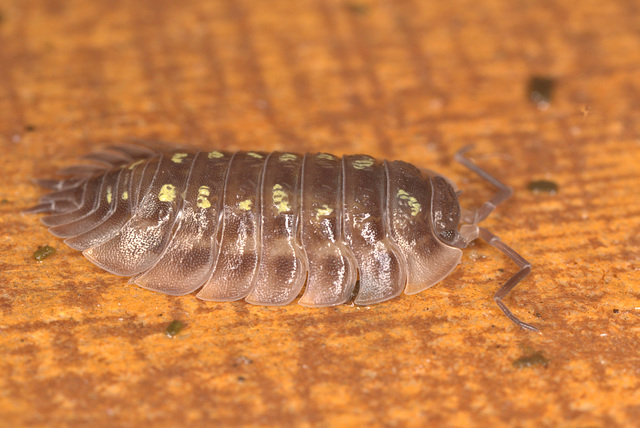 EF7A9656-7woodlouse