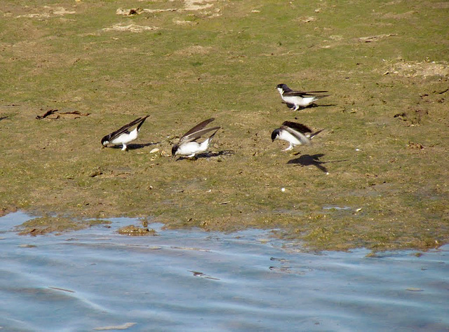 House Martins at Alvor Estuary (2014)