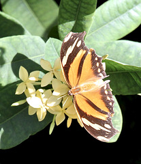 Tiger Blatt (Tropenschmetterling)