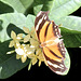Tiger Blatt (Tropenschmetterling)