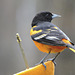 Baltimore Oriole