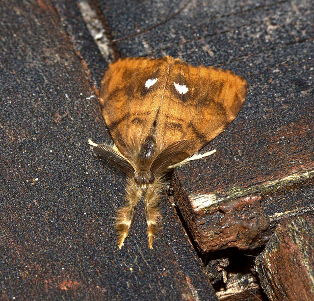 Moth IMG_1745