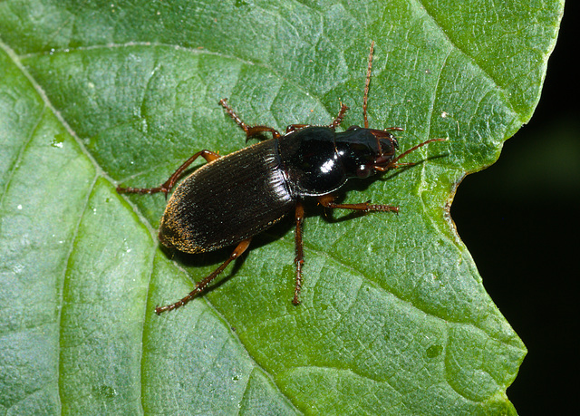 BeetleIMG 5571