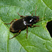 BeetleIMG 5571