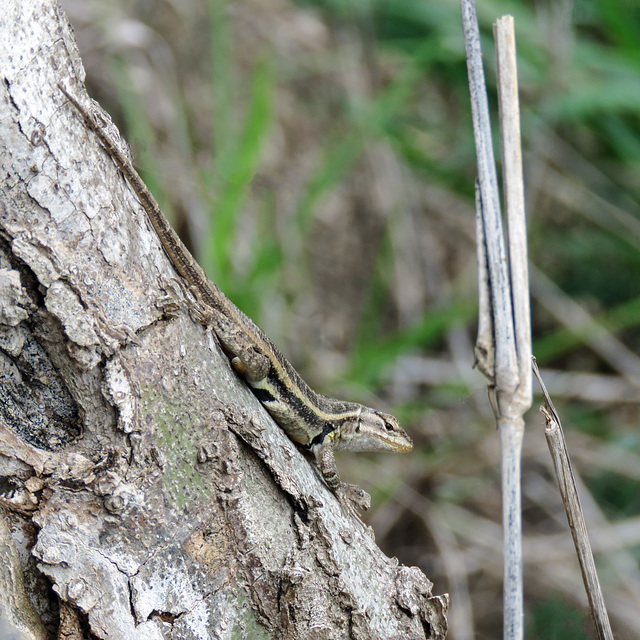 Day 8, lizard, the Old Cemetery, Santa Ana NWR