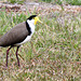 159/366 Mama Lapwing