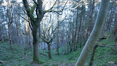 Timber-clad steep hillside leading to the cliffs guarding the Cromarty Gap