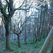 Timber-clad steep hillside leading to the cliffs guarding the Cromarty Gap