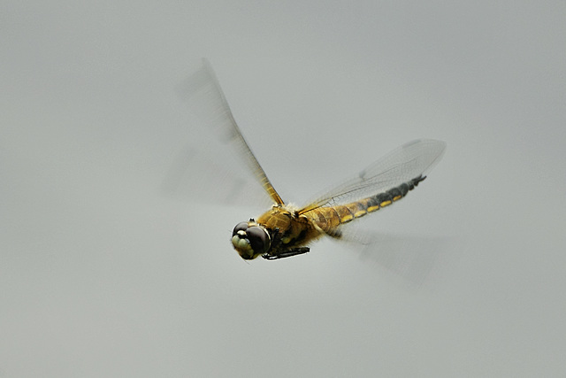 Libellula quadrimaculata