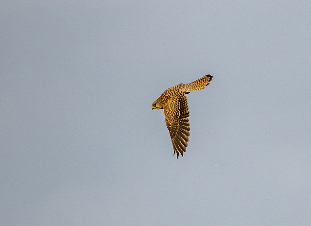 Kestrel