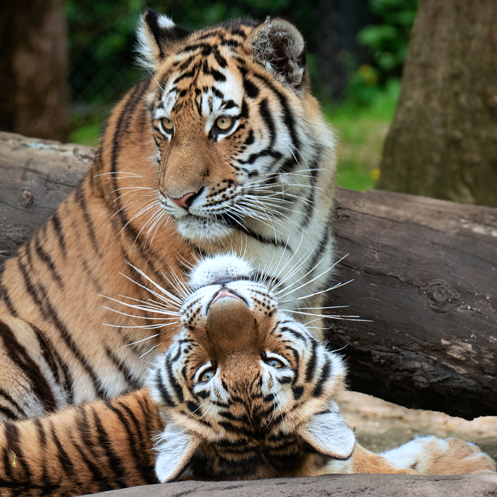 Der Sibirische Tiger, die größte Katze der Welt  - Hamburg