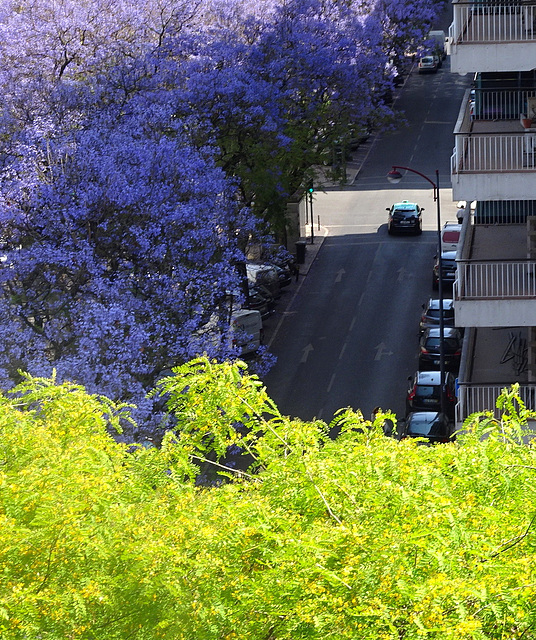 Jacarandas crossroad