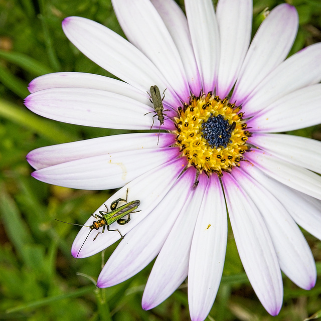 Thick-legged Flower Beetle