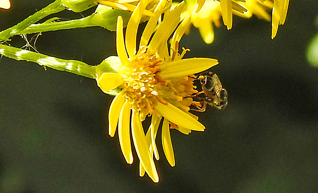 20230716 2064CPw [D~LIP] Jakobs-Greiskraut, Kleine Mistbiene (Syritta pipiens), Bad Salzuflen