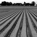 campo cultivable