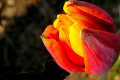 Tout feu, tout flamme...