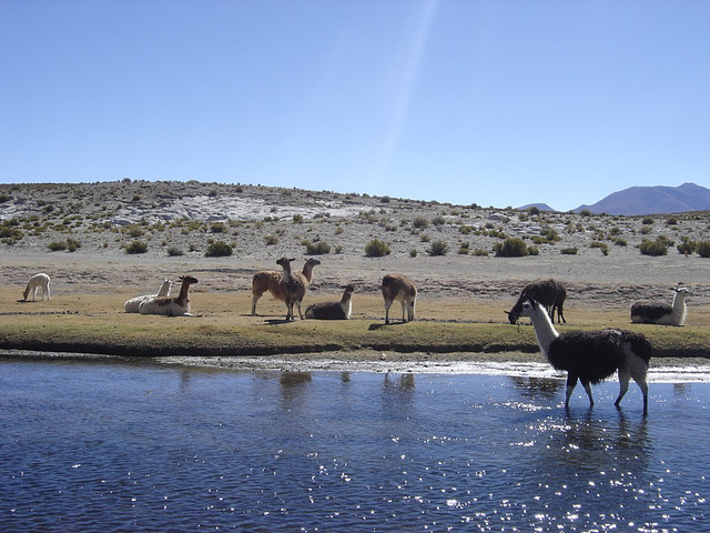 Des lamas en Bolivie