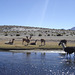 Des lamas en Bolivie