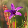 Campanula lusitanica L. subsp. lusitanica