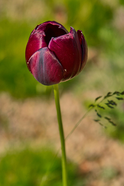 Tulpe