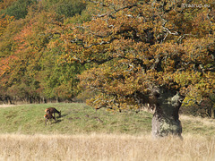 Dyrehaven, Copenhagen, 28.10.2012