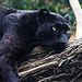 Panther im Bioparc Valencia (© Buelipix)