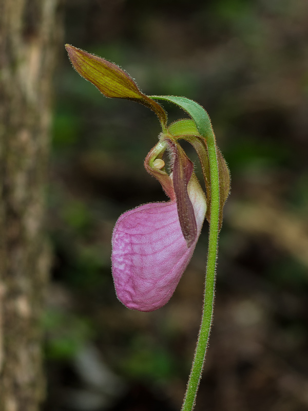 Cypripedium acaule (Pink Lady's-slipper orchid)