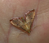 Moth IMG_1764