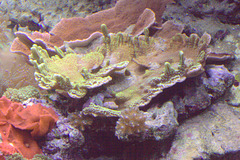 IMG_4100Coral