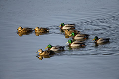 Mallards