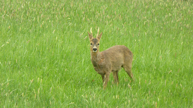 Rehbock