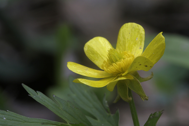 Early Buttercup