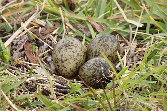 Lapwing eggs