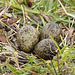 Lapwing eggs