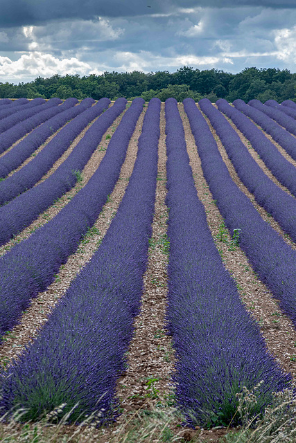 10072021-DSC 6444vigne