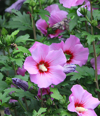 Hibiskus