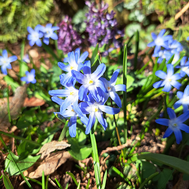 Sternhyazinthe (Chionodoxa); auch Schneeglanz, Schneestolz