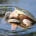 Snapping turtles mating_IMG 20240710 130318