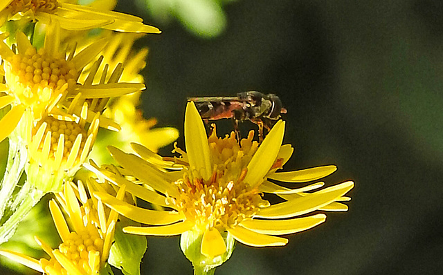 20230716 2066CPw [D~LIP] Jakobs-Greiskraut, Kleine Mistbiene (Syritta pipiens), Bad Salzuflen